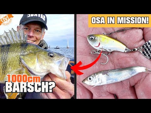 Wer fängt zuerst 1000cm BARSCH? Mission Raubfisch Angeln