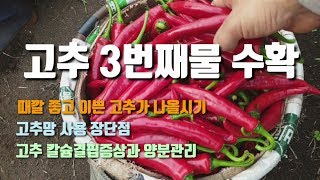 고추농사 고추세번째수확 고추때깔좋아지는시기 고추칼슘결핍증상 수분관리 양분공급의 중요성