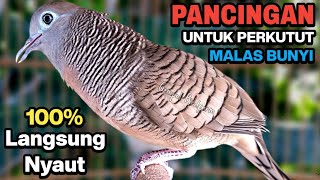 Download lagu Perkutut Lokal Gacor RAJA PIKAT Ahlinya Bikin Semua Burung Perkutut Gacor Nyaut. mp3