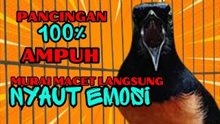 Download lagu pancingan murai batu GACOR ampuh JADIKAN murai MACET nyaut EMOSI❗❗ mp3