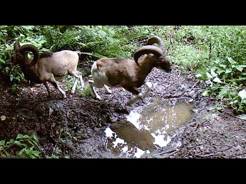 Wild boars combat at waterhole in Valle di Ponzate | Trail Camera Pickup, June - July 2021