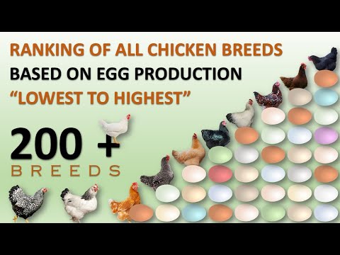 Ranking of All Chicken Breeds Based on Egg Production 🥚🐔 | Eggs | Hens | Chickens | Chicken Eggs