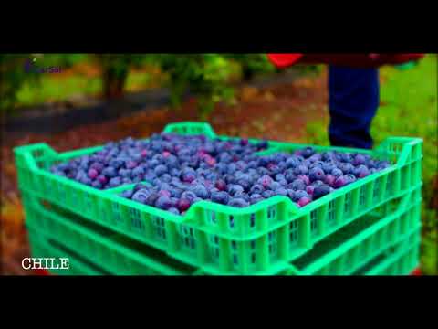 download lagu mp3 mp4 Carsol Fruit Chile, download lagu Carsol Fruit Chile gratis, unduh video klip Carsol Fruit Chile