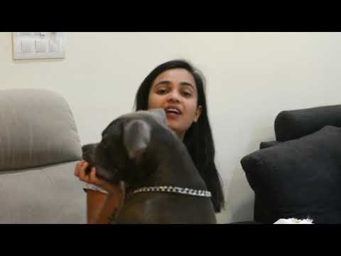 American Bully | American Bully Breed | American Bully Owner Kritika | AM Bully Training | Scoobers