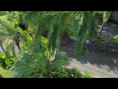 Cuban Royal Palm at Palm Garden Nevis