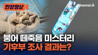 "산소 부족·세균 감염에 스트레스" 정부, 소양호 폐사 조사 결과 발표 [현장영상] / 채널A