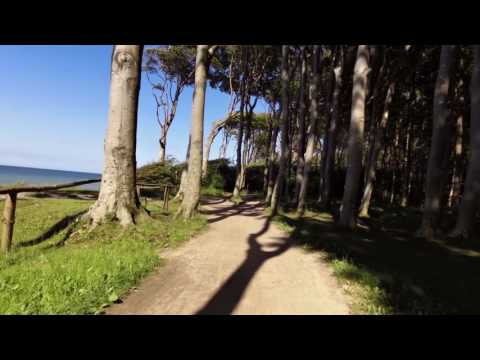 Ostsee 2017 06 17 Gespensterwald