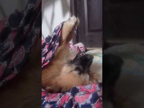 semba play with cloths