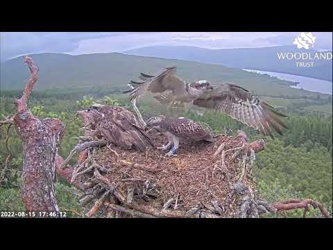 Willow the Loch Arkaig Osprey chick wants fish number four but yet again Dorcha gets it 15 Aug 2022
