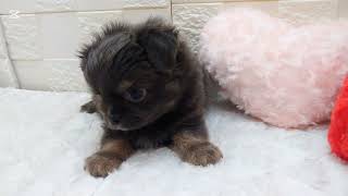 チワワ（ロング）の動画01