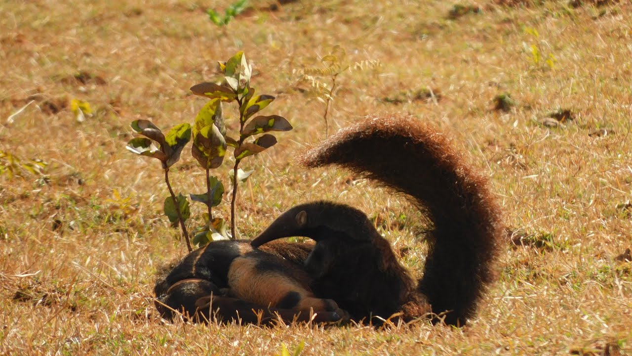 Behaviour pattern: Sunshade / Padrão comportamental: Sombreamento