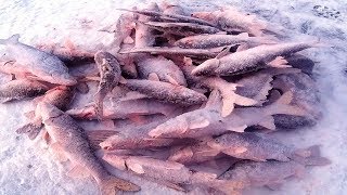 Зимняя рыбалка на амуре хапугой