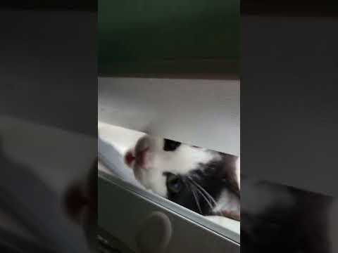 we have a meowsitor😍😻