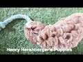 Cavapoo dogs for sale: Natalia - Video 1