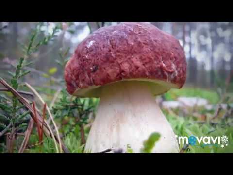 Білі Гриби в Карпати