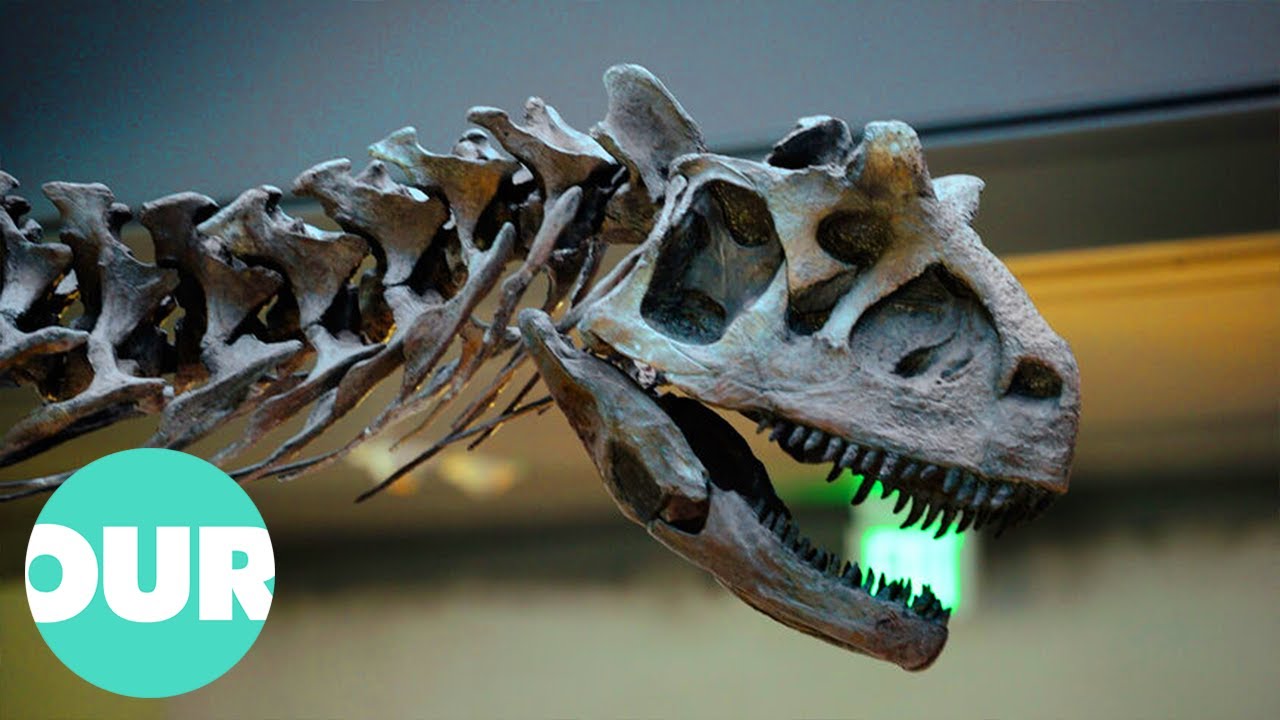 The Greatest Dinosaur Find Of The 20th Century | Our World