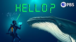 Can AI Help Us Talk to Whales?