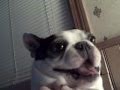 Boston Terrier dog likes his belly tickled