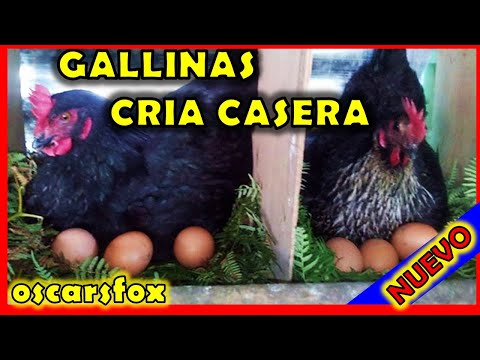 , title : 'Como EMPEZAR A CRIAR GALLINAS ponedoras en casa ⭐Rápido, útil y Simple.'