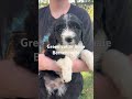Bernedoodle dogs for sale: Bernedoodle Puppy 1 - Video 1