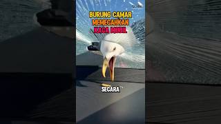 Download lagu Begini Kekuatan Kaca Mobil Sebenarmya #fakta #unik #informasi mp3