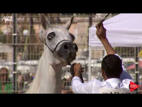 N.63 MAWADA AL KHALED - Menton 2019