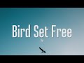 Bird Set Free Sia Lyrics