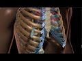 Life With Pectus Excavatum von Cleveland