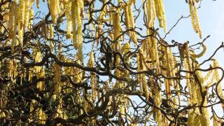 preview picture of video 'Wandern Franken: Kalchreuth-Heroldsberg mit wenig Frühling'