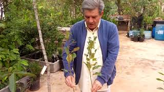 Mudas de frutíferas