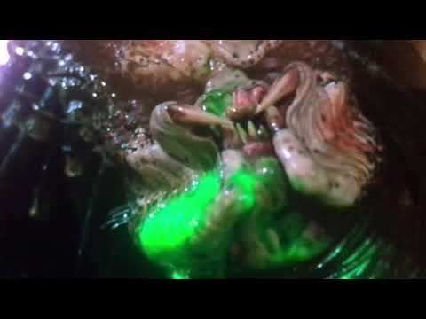 ■予知　　プレデター バージョン　　koumeican channel