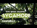 Sycamore Tree Facts Identification