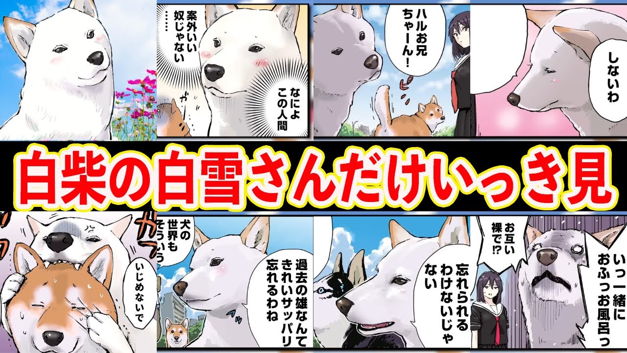 【高飛車犬】白雪さんのかわいさ全開！名場面をいっき見！【アニメ】【漫画】【世界の終わりに柴犬と】