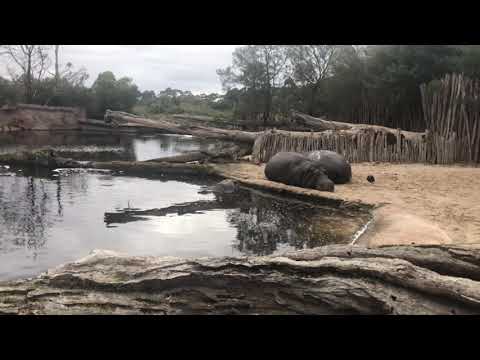 Hippopotamus at werribee zoo with S.K