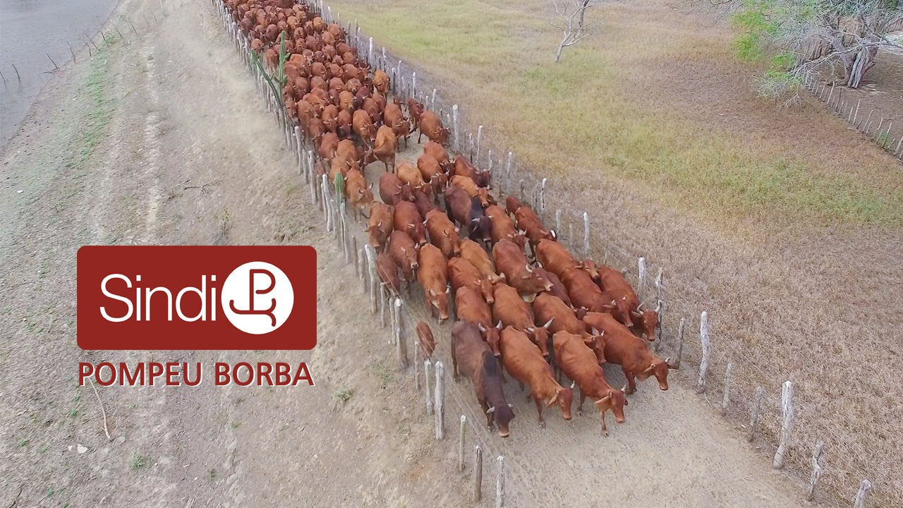 VIDEO INSTITUCIONAL DO REBANHO SINDI P