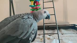 How Griffin communicates: Sounds of a 3-Month-Old African Grey Parrot