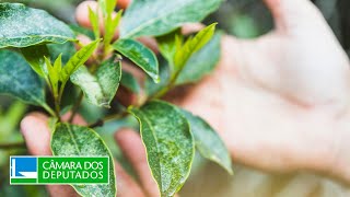  Regulamentação da profissão de brigadista florestal - 02/12/2025 10:00