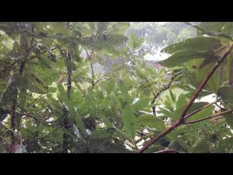 The Sound of Rain and Thunder - A Passing Storm