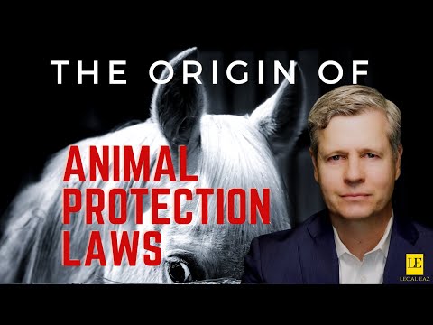 Animal Rights Laws - The Origins of Laws Protecting Animals in the USA and the UK