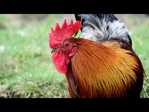 Kogut pieje na wolnym wybiegu!