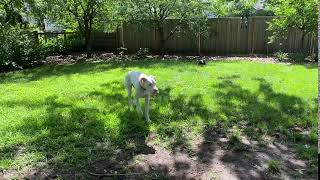 Scooby 20-040-02 Outside