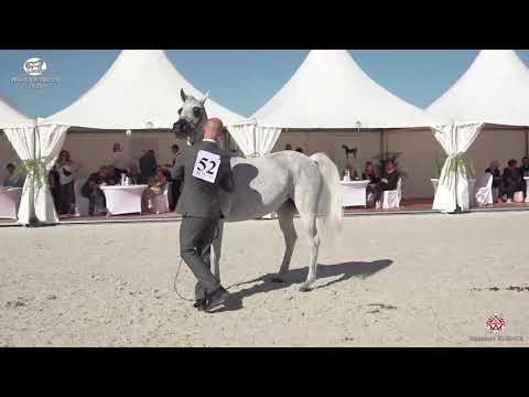 N 52 ESTERNA   Prague 2020   Intercup   10 Years Old and Older Mares Class 9