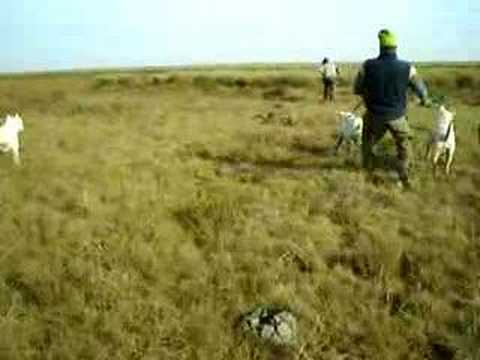 caza de jabali con dogos