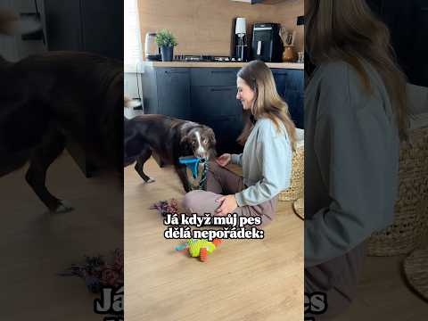 Když můj pes dělá nepořádek😂😱