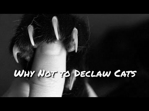 Why Not to Declaw Cats