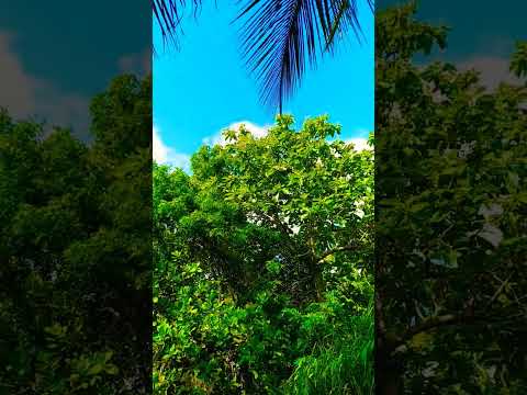 #midhuna #dailyroutinevlog #మిధున #instareels #shortvideo #youtubeshorts #youtube #viral #love