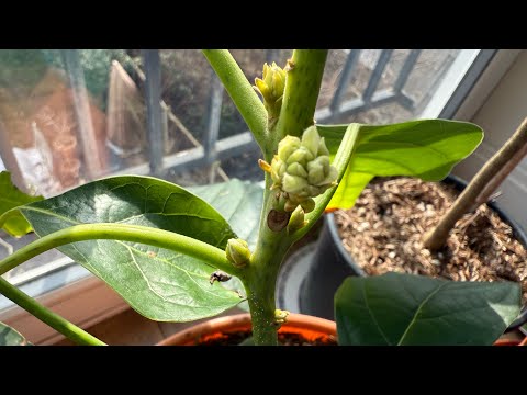 My grafted Julienne Avocados are starting to flower