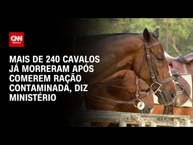 Ração contaminada: Mais de 240 cavalos já morreram, diz Ministério da Agricultura | CNN NOVO DIA