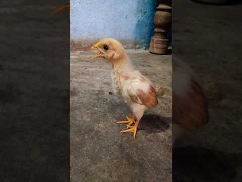 Baby Chicks Chirping 🐥 ASMR
