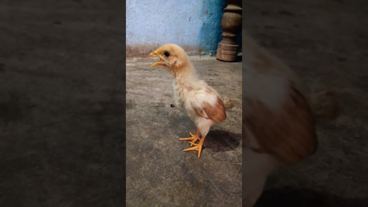 Baby Chicks Chirping 🐥 ASMR